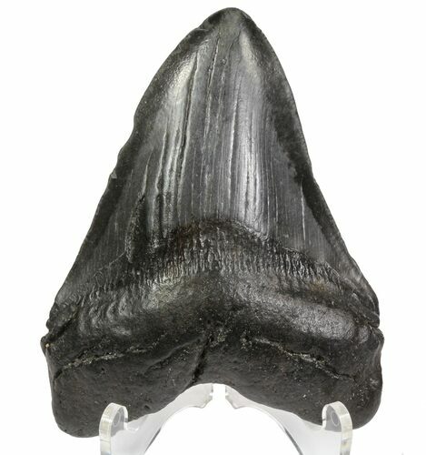 Fossil Megalodon Tooth - Georgia #64548